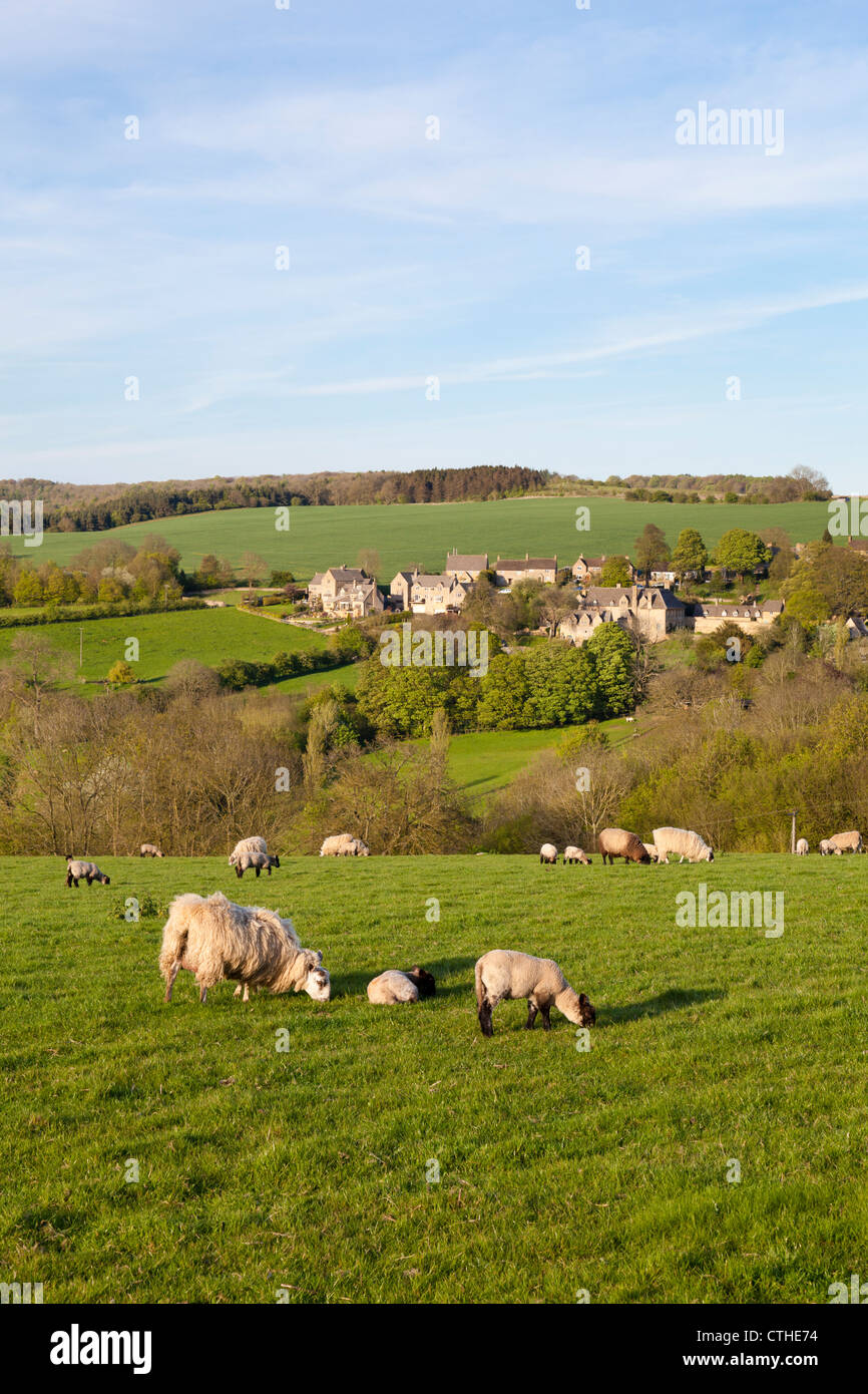 Serata di luce che cade su un gregge di pecore al pascolo accanto al villaggio Costwold di Snowshill, Gloucestershire Foto Stock