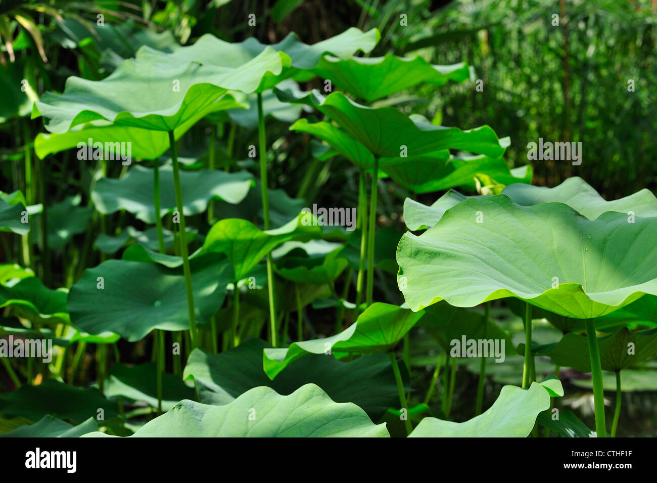 Indian Lotus / Sacred Lotus / Fagiolo di India (Nelumbo nucifera) steli e foglie, nativo di Asia e Australia Foto Stock