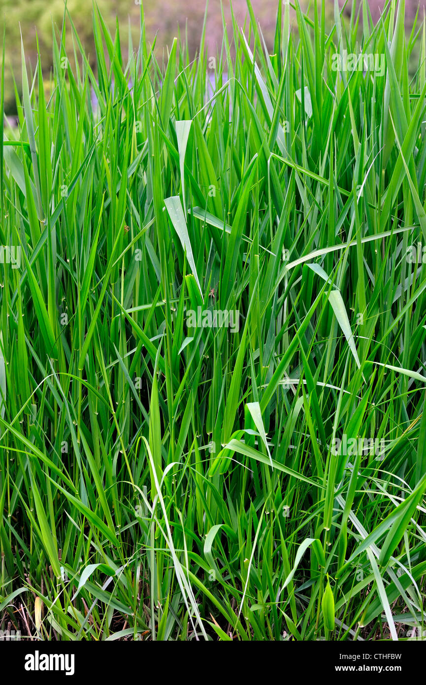 Reed canarygrass / Reed scagliola (Phalaris arundinacea), nativo di Europa, Asia, Africa Settentrionale e America del Nord, noi Foto Stock