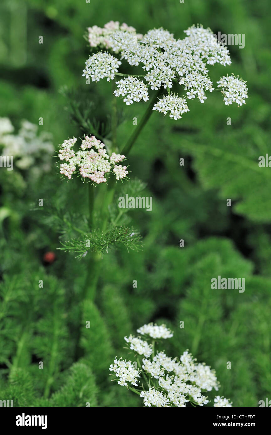Spignel / Meu / Baldmoney (Meum athamanticum) in fiore, Europa Foto Stock