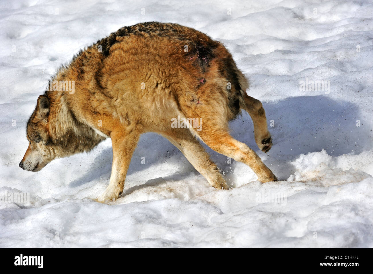 Spaventata subordinare il lupo in esecuzione fuori nella neve, mostrando sottomesso la postura da tenere orecchie piatte e coda nascosto tra le gambe Foto Stock
