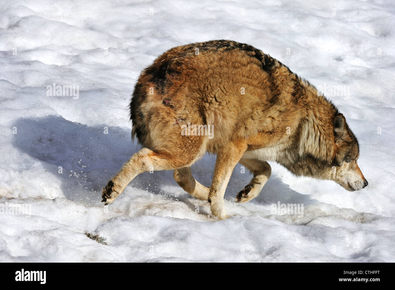 Spaventata subordinare il lupo in esecuzione fuori nella neve, mostrando sottomesso la postura da tenere orecchie piatte e coda nascosto tra le gambe Foto Stock