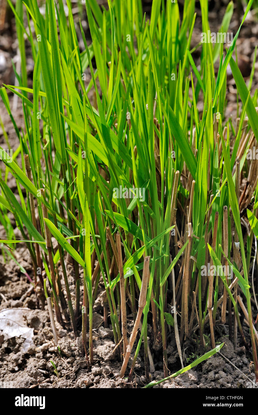 Switchgrass / tall panico erba / blackbent / tall prairiegrass (Panicum virgatum), nativo di America del Nord, STATI UNITI D'AMERICA Foto Stock