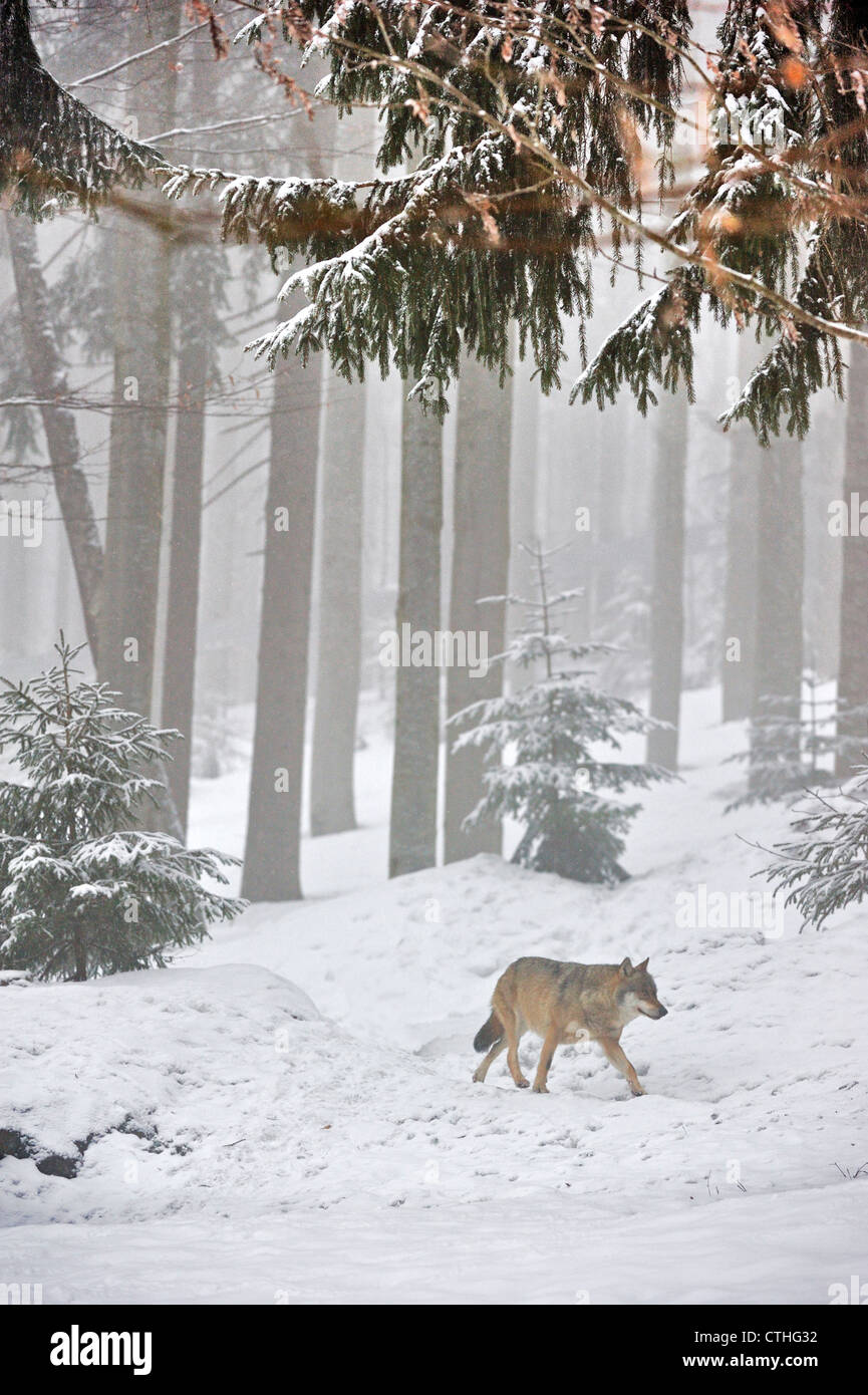 Lone europea / lupo grigio a piedi nella nebbia nella coperta di neve Bosco in inverno, Parco Nazionale della Foresta Bavarese, Germania Foto Stock