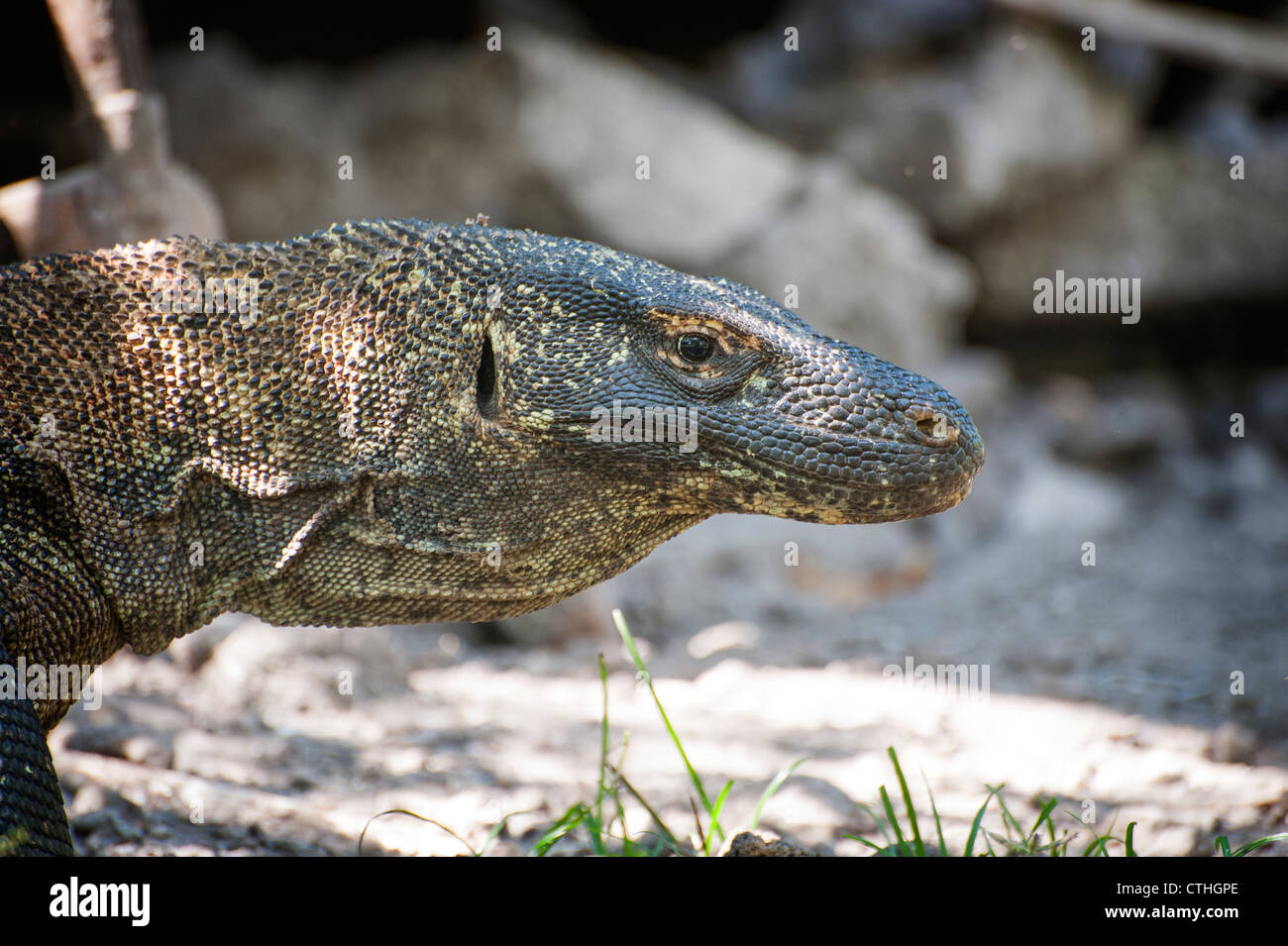 Il drago di Komodo noto anche come monitor di Komodo, è una grande specie  di lucertola trovata nell isola indonesiana di Komodo Foto stock - Alamy