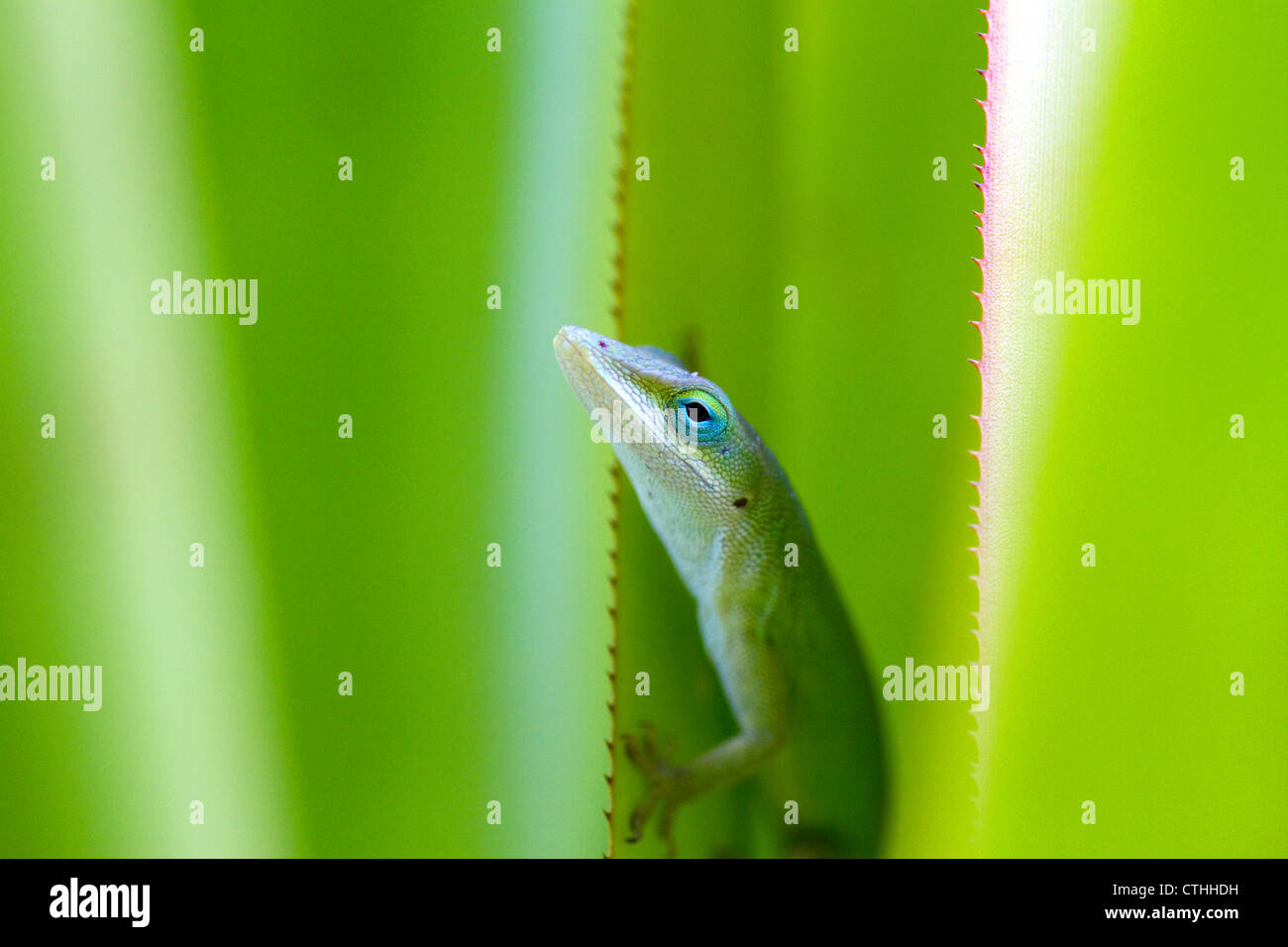 Un verde anole è una lucertola arboree situato sull'isola di Kauai, Hawaii, Stati Uniti d'America. Foto Stock