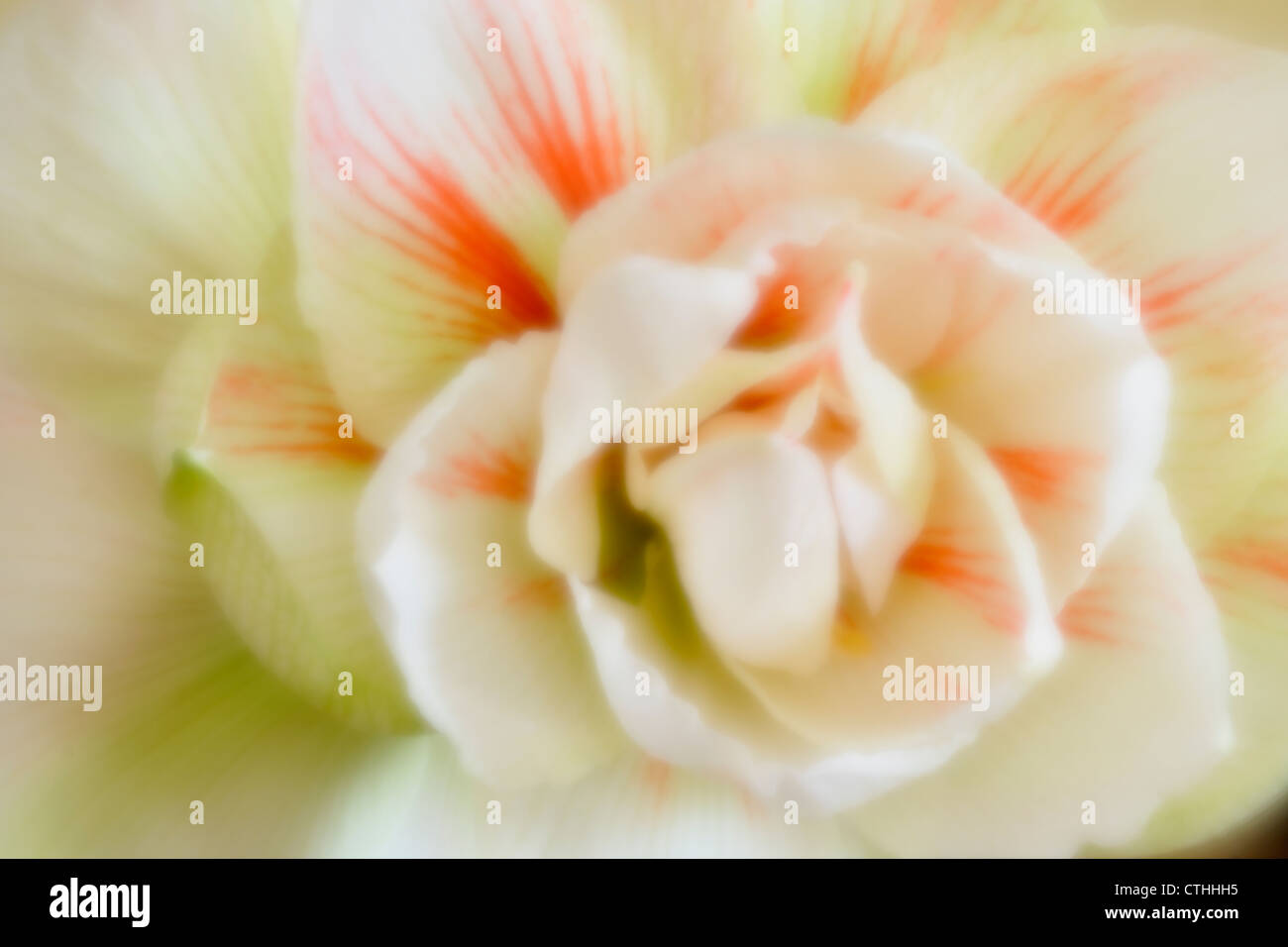 Amaryllis blossom, maggiore Sudbury, Ontario, Canada Foto Stock