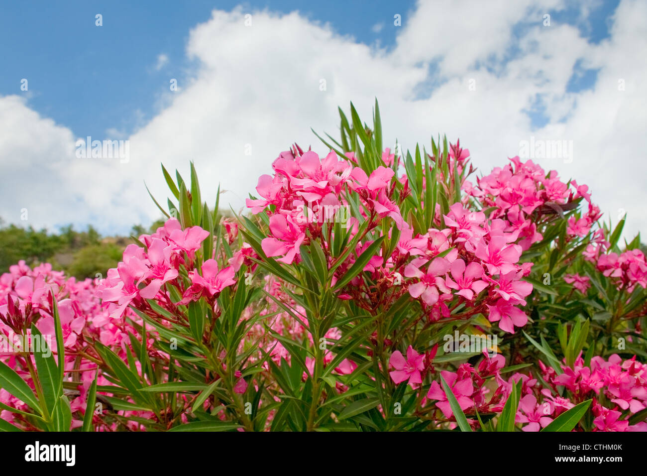 Fiori di colore rosa di oleandri in giorno di estate Foto Stock