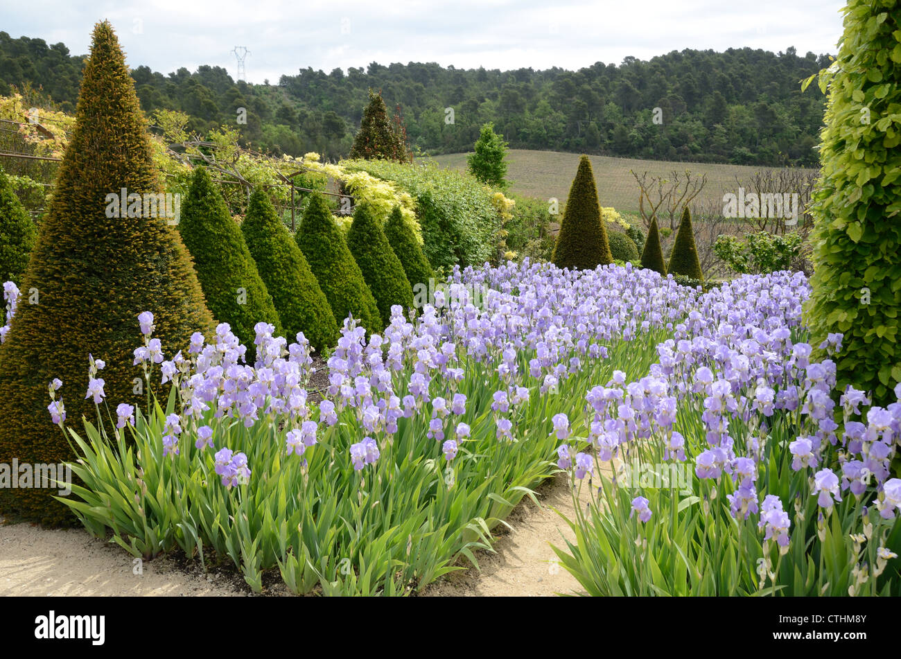Iridi fiorite e alberi Topiaria da Val Joannis giardino o Domaine Pertuis Luberon Provence Francia Foto Stock