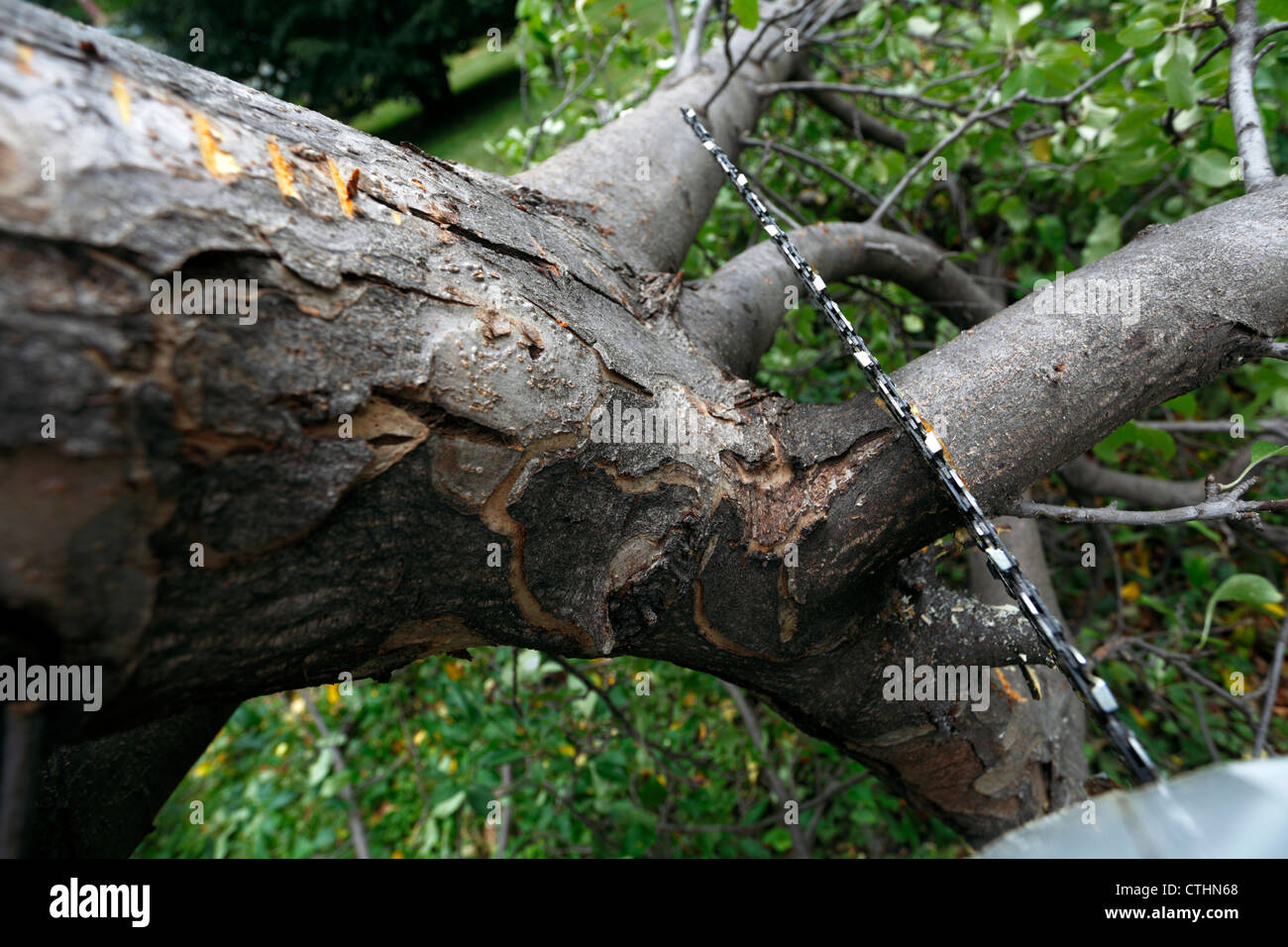 Motosega portatile pronta per il taglio di un lembo di albero. Foto Stock