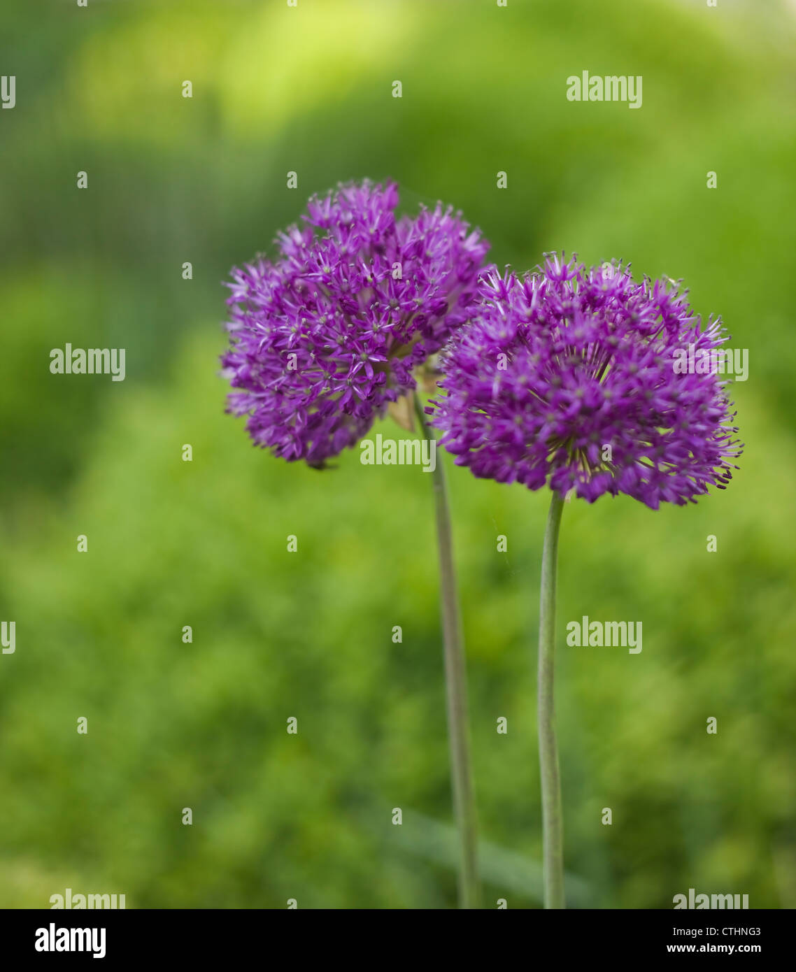 Allium hollandicum 'viola sensazione", può, REGNO UNITO Foto Stock