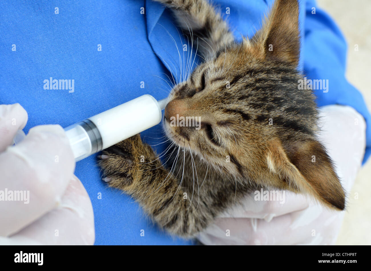 Alimentazione di un gattino in un rifugio per senzatetto animali Foto Stock