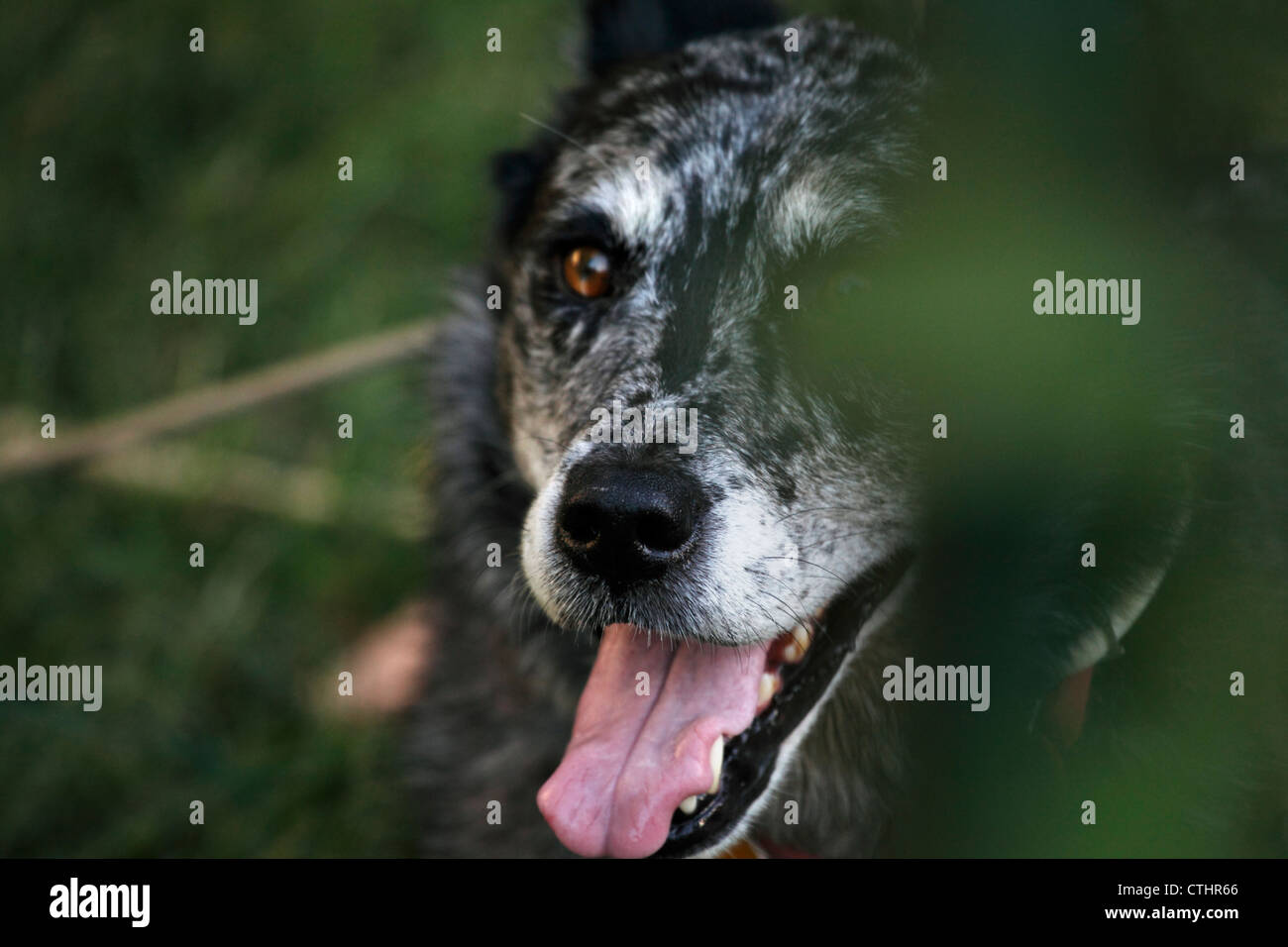 Blue Heeler / pastore australiano cane ansimante. Foto Stock