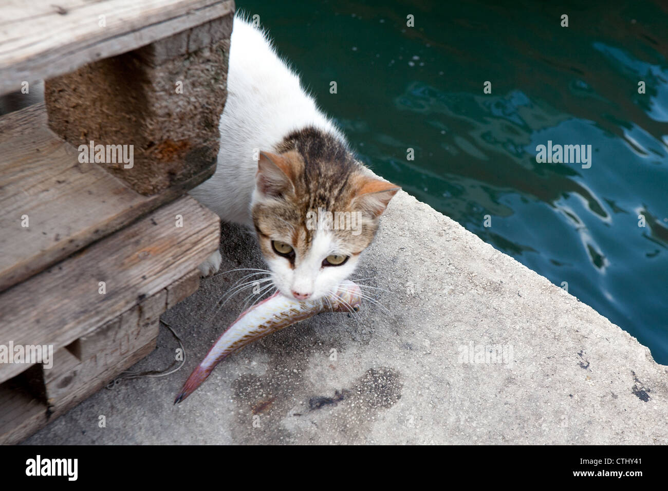 Gatto con pesci piccoli nei denti Foto Stock