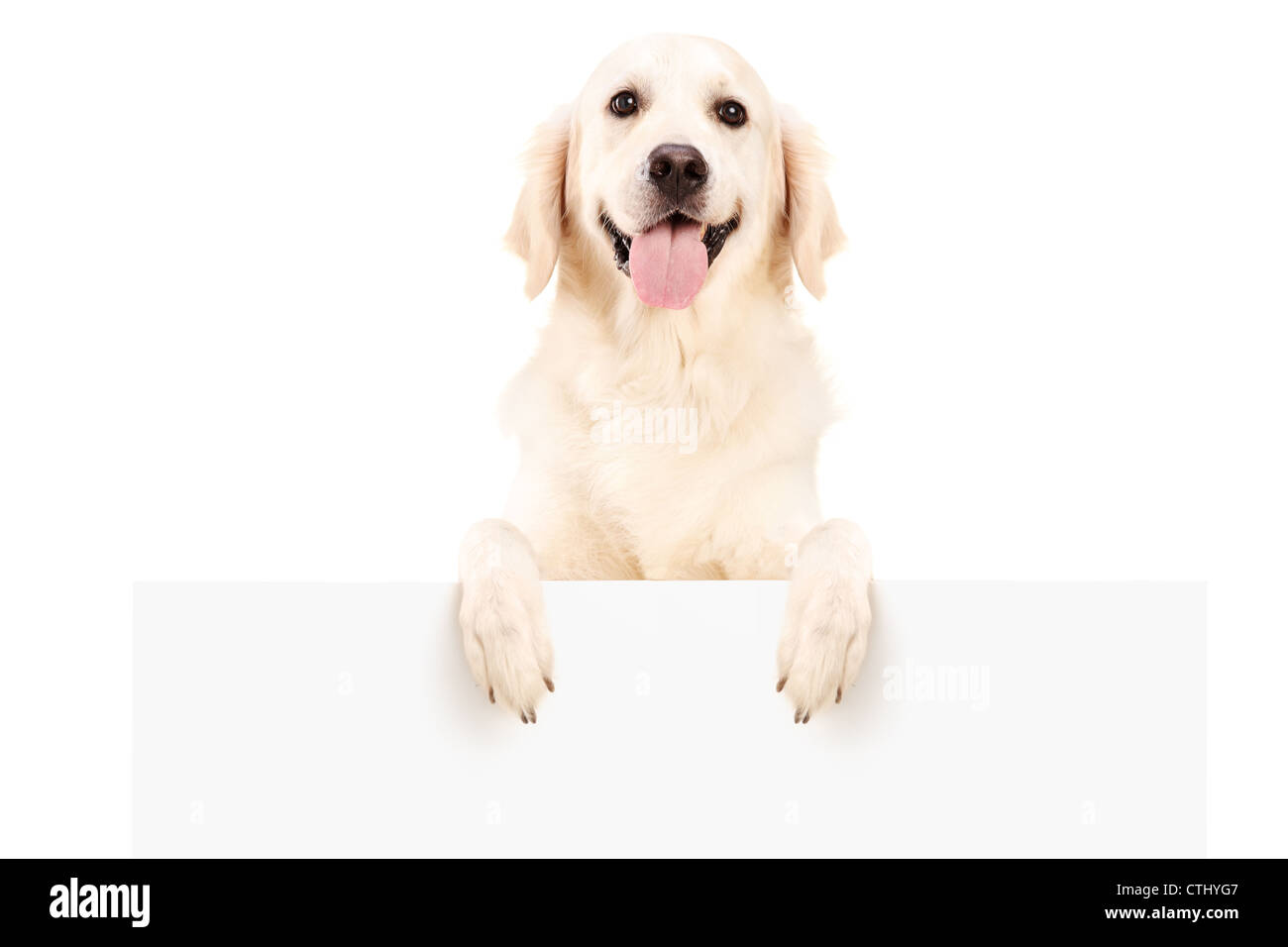 Cane da riporto in piedi dietro il pannello bianco, isolato su sfondo bianco Foto Stock