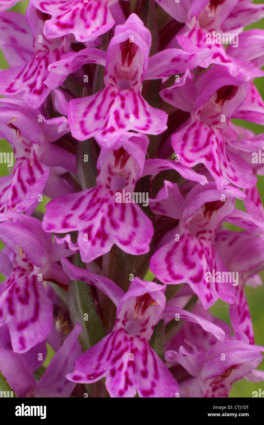 Dettaglio/close-up/macro di fiori selvatici avvistati comune (orchidea Dactylorhiza fuchsii), Derbyshire, Regno Unito Foto Stock