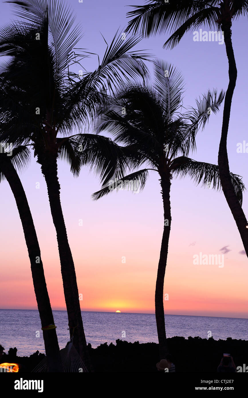 Palme al tramonto, Hawaii Foto Stock