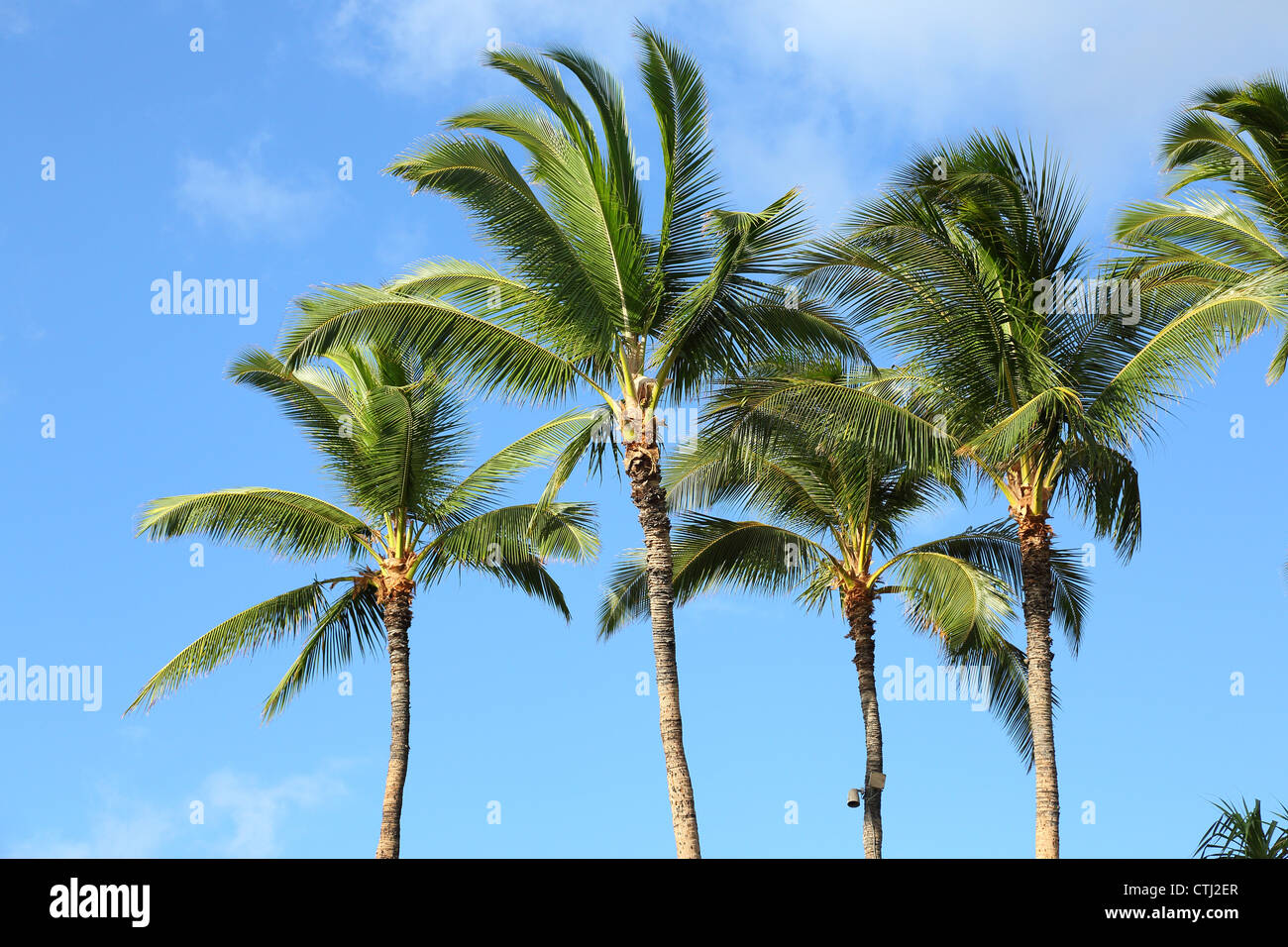 Alberi di palma tropicali, Hawaii Foto Stock