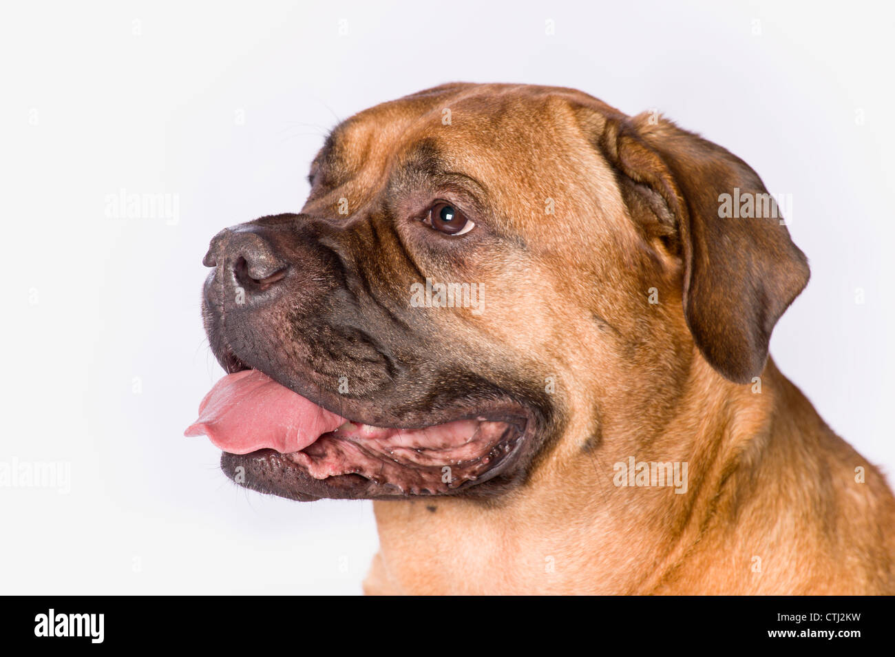 Bullmastiff Cane su sfondo bianco Foto Stock