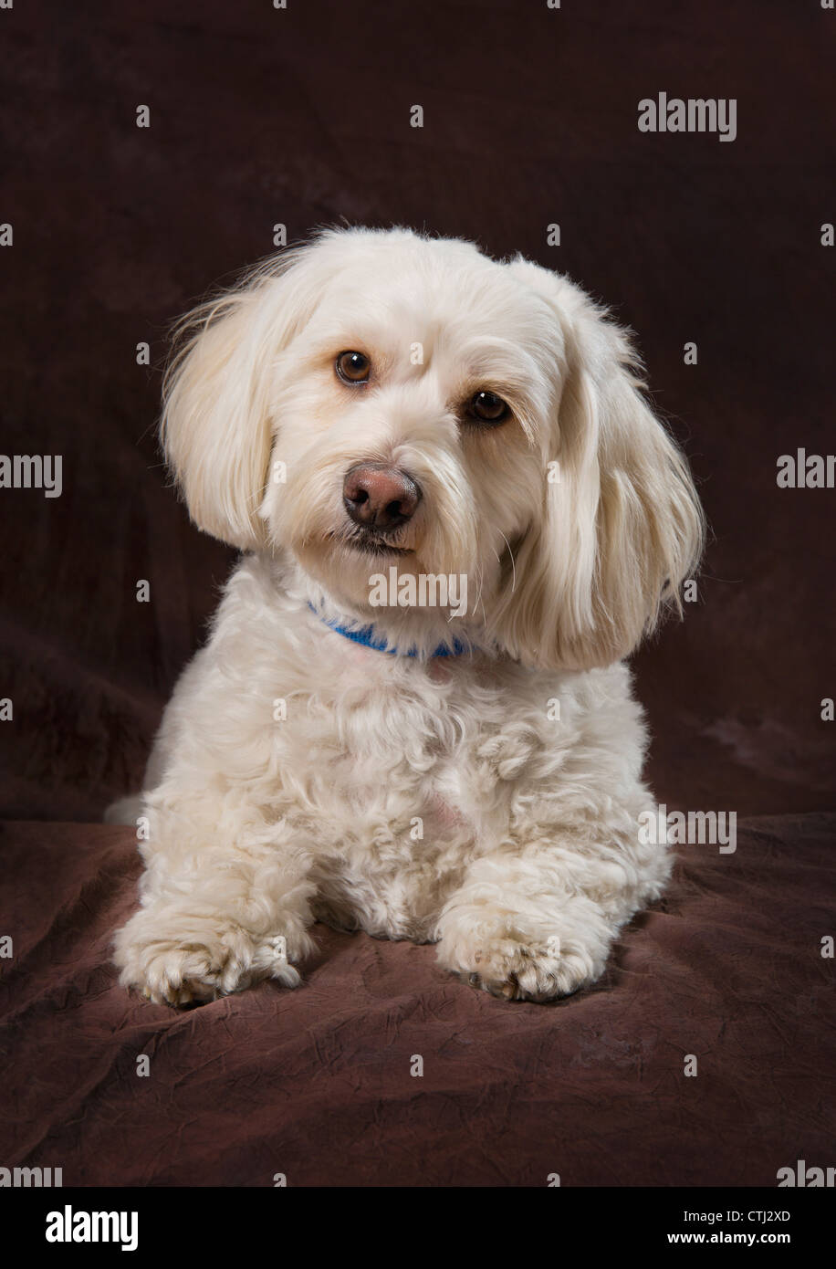 Shih Tzu-Poodle su un marrone mussola di sfondo Foto Stock