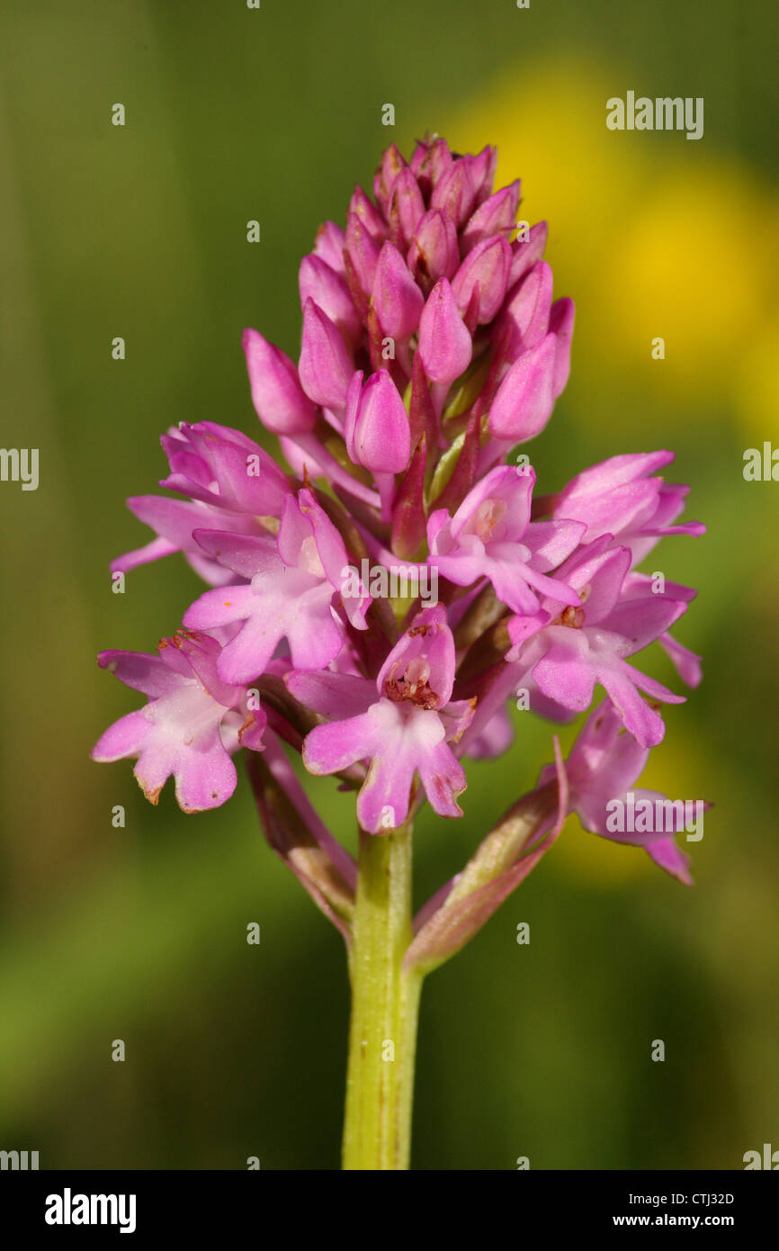 Dettaglio/close-up/macro; fioritura spike di wild orchide (Anacamptis pyramidalis), Derbyshire;UK Foto Stock
