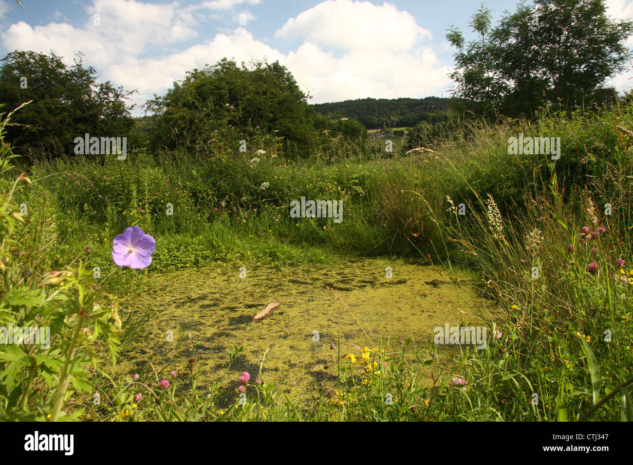 Stagno di rugiada circondato da vegetazione, Derbyshire, Regno Unito. Questo stagno non è usato per bestiame acqua ma come un rifugio per la fauna selvatica. Foto Stock