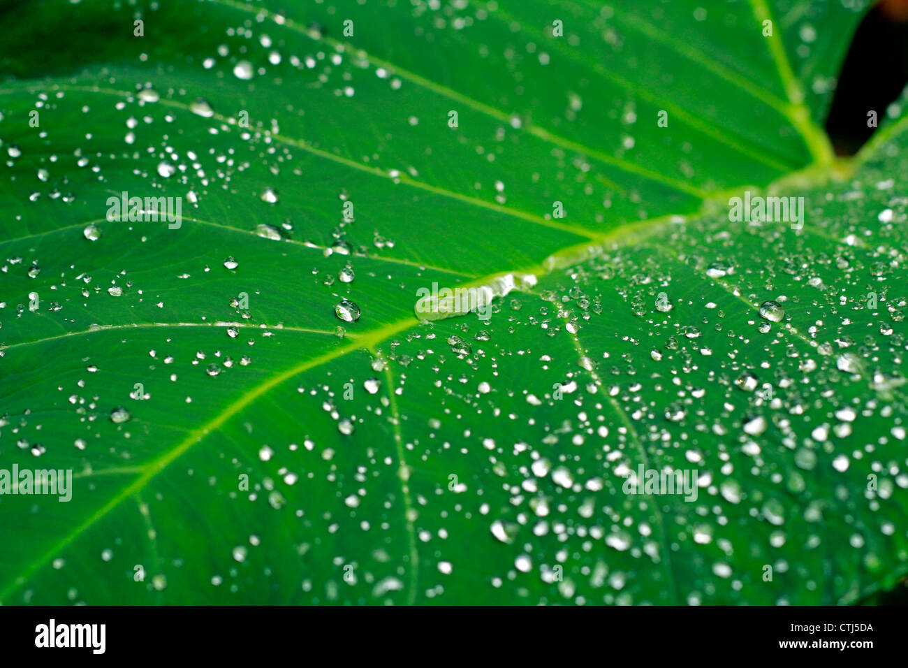 La doccia mattutina lasciando una bella parttern su arrowleaf; chiamato anche l'orecchio di elefante leaf Foto Stock
