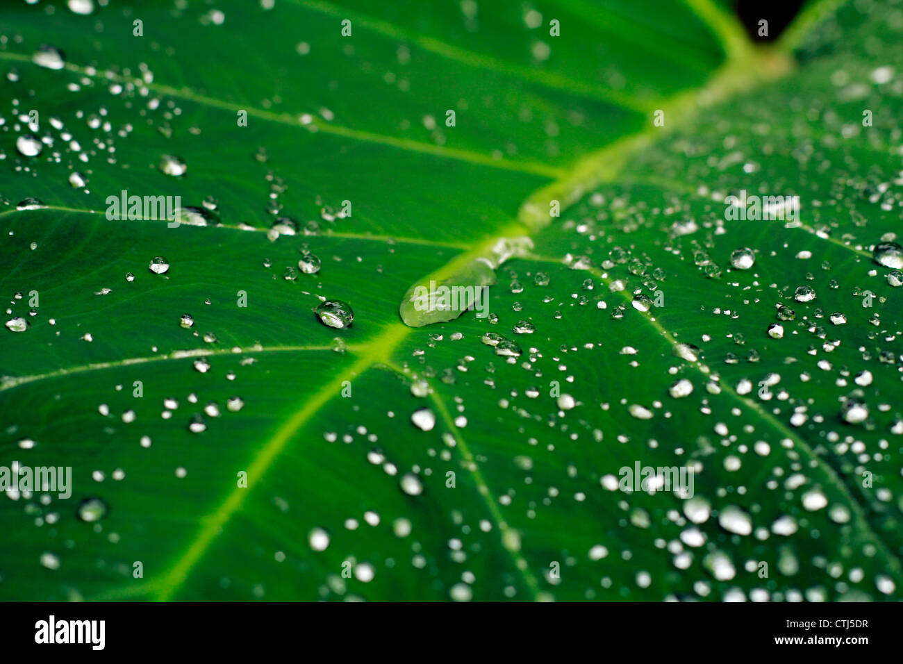 La doccia mattutina lasciando una bella parttern su arrowleaf; chiamato anche l'orecchio di elefante leaf Foto Stock