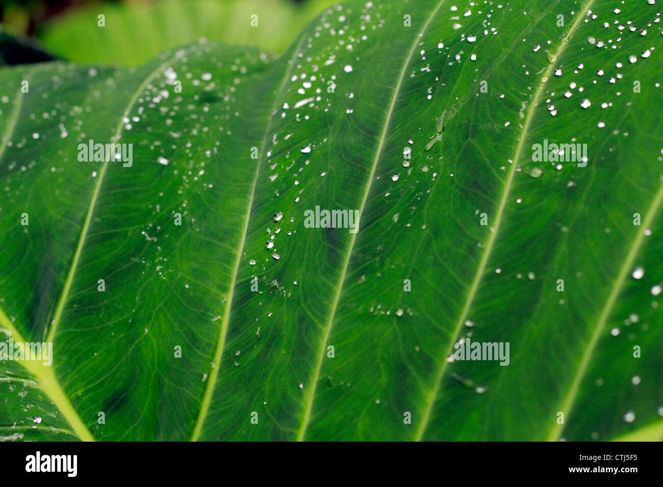La doccia mattutina lasciando una bella parttern su arrowleaf; chiamato anche l'orecchio di elefante leaf Foto Stock