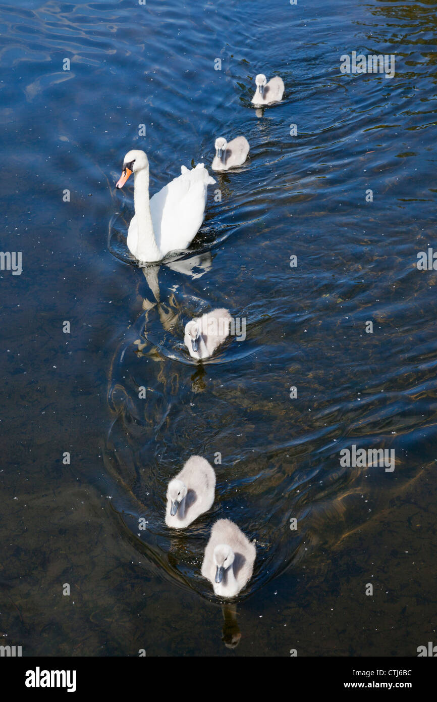 Inghilterra, Londra, St James Park, Swan e Cygnets Foto Stock