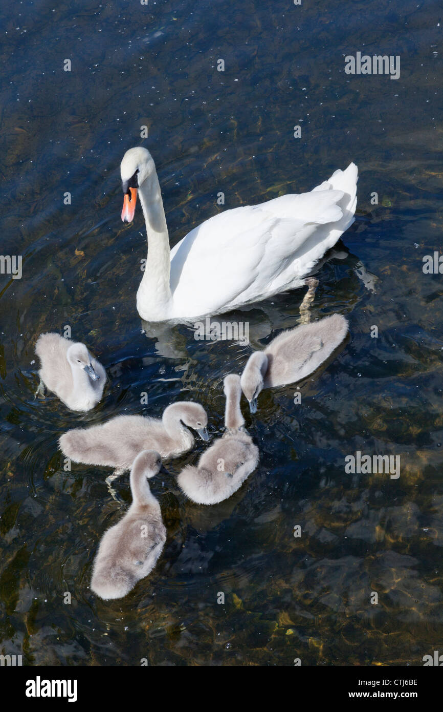 Inghilterra, Londra, St James Park, Swan e Cygnets Foto Stock