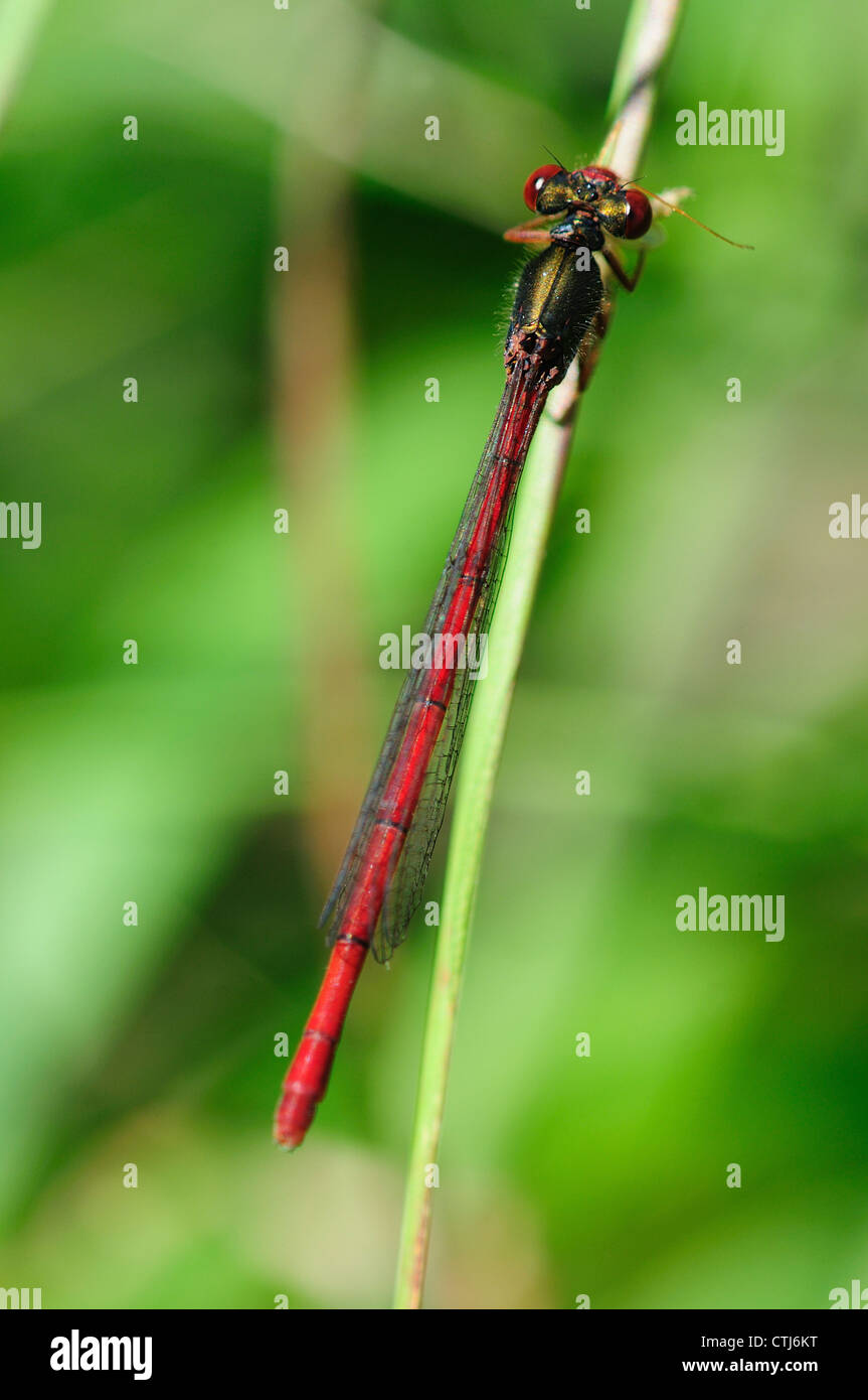 Un piccolo rosso damselfly REGNO UNITO Foto Stock