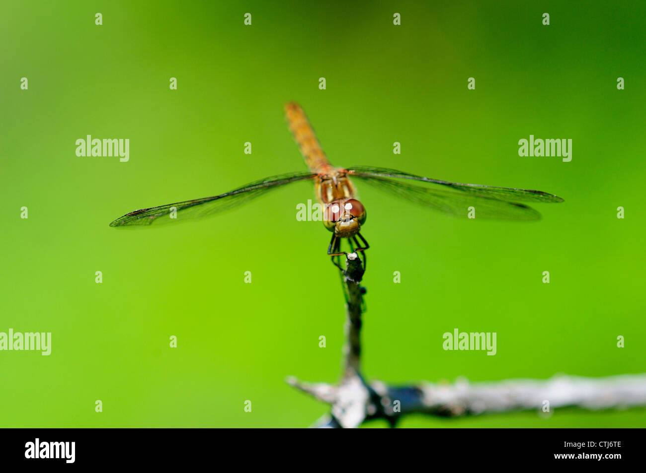 Un comune darter dragonfly REGNO UNITO Foto Stock