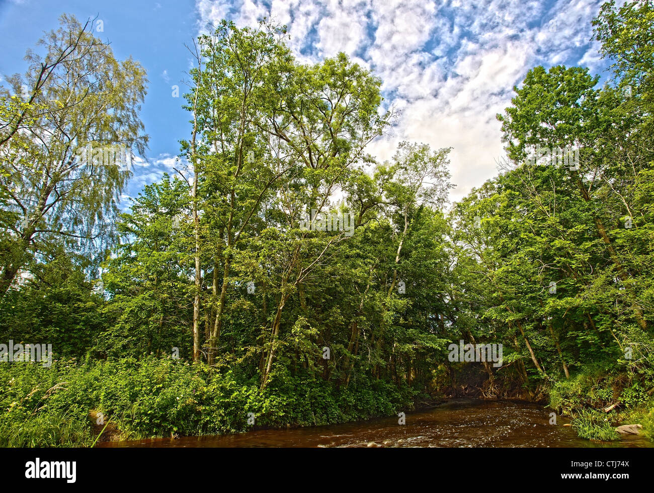 Fiume nella foresta , fical lunghezza 17 mm. Immagine elaborata con la tecnica HDR Foto Stock