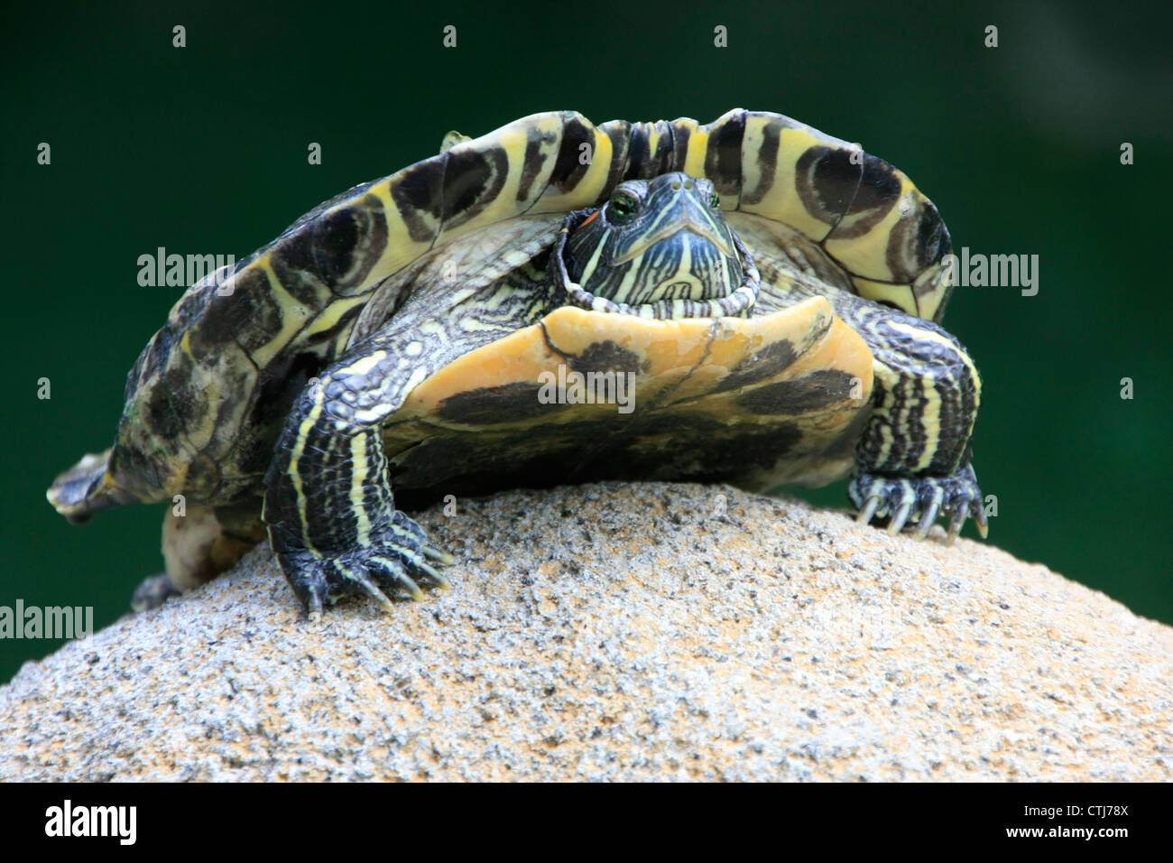 Dipinto di tartaruga (Chrysemys sp.) su una pietra Foto Stock