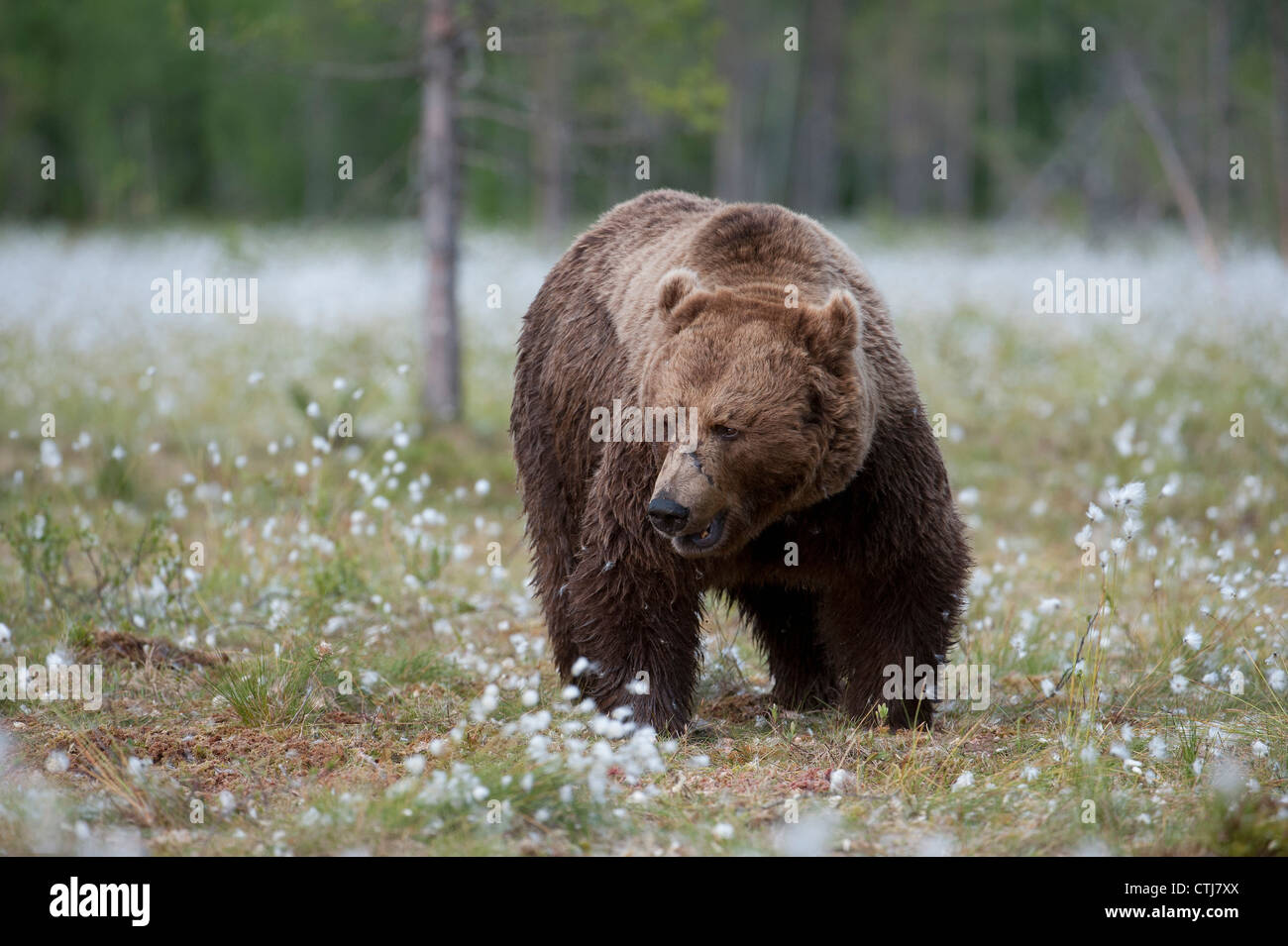 Orso bruno Finlandia foraggio Foto Stock