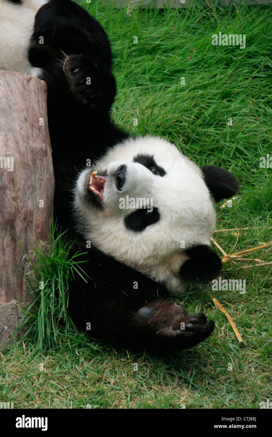 Panda gigante orso (Ailuropoda melanoleuca), Cina Foto Stock