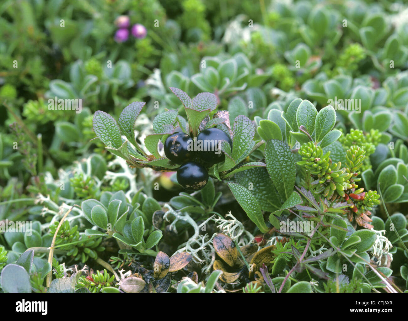 ARCTIC Uva ursina Arctostaphylos alpinus (Ericaceae) Foto Stock