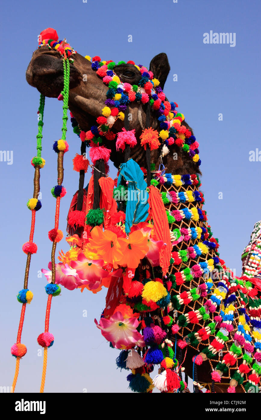 Ritratto di decorate di cammello, di Jaisalmer, India Foto Stock