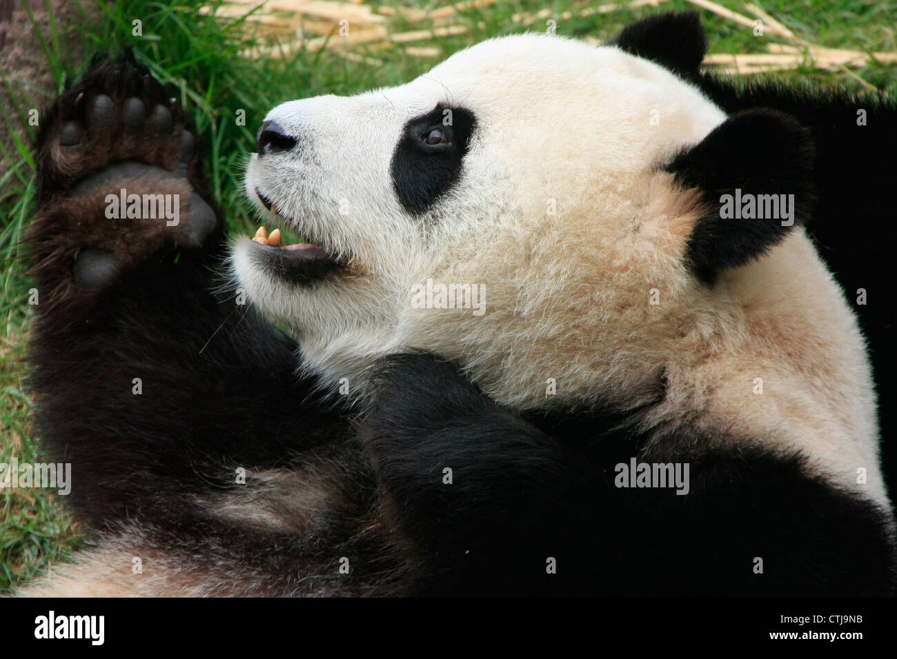 Panda gigante orso (Ailuropoda melanoleuca), Cina Foto Stock