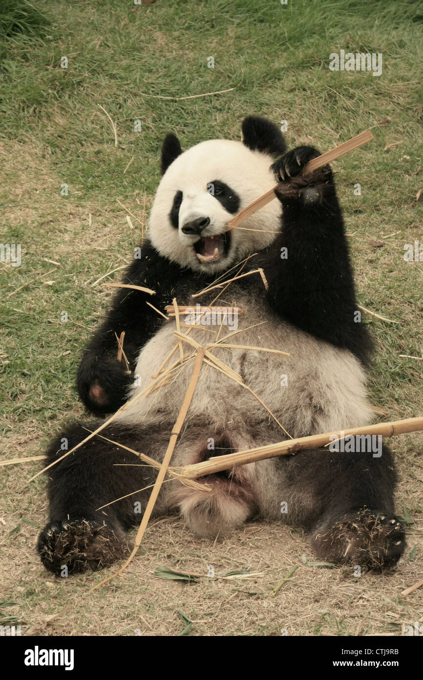 Gigantesco orso panda mangiare bamboo (Ailuropoda melanoleuca), Cina Foto Stock