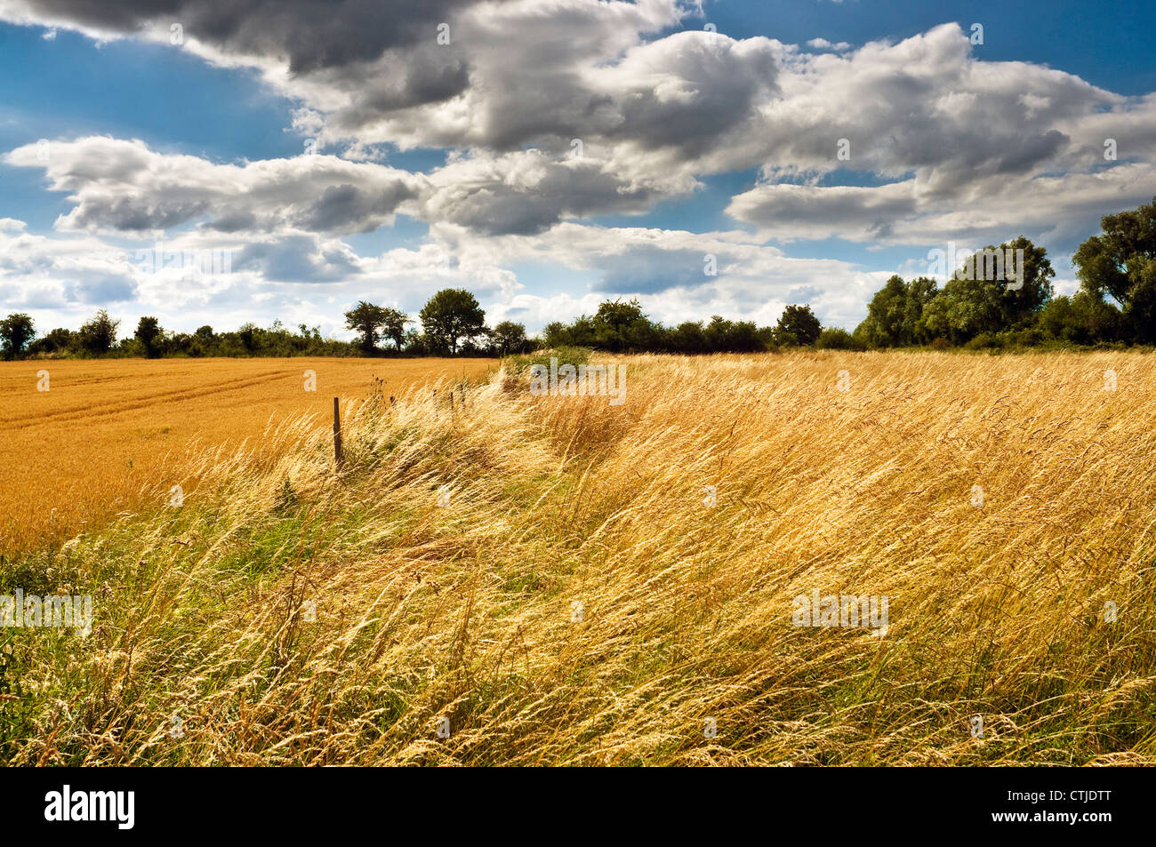 Nuvole temporalesche la raccolta su terreni agricoli e di campo di grano maturo - Indre-et-Loire, Francia. Foto Stock