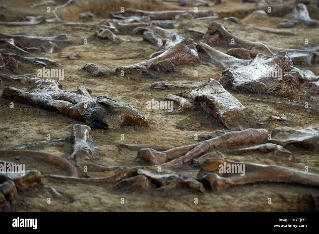 I resti di anatra fatturati dinosauri in Zhucheng, provincia di Shandong, Cina. 06-giu-2012 Foto Stock