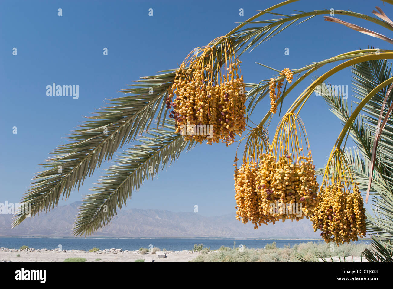 Data grappoli pendenti da Data Tree con lago del deserto e montagne in lontananza e il cielo blu; Palm Springs, California Foto Stock