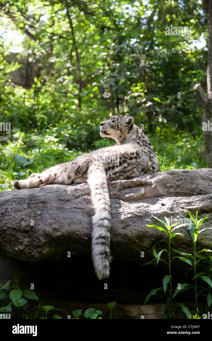 Il Bronx Zoo, Snow Leopard Habitat naturale, Wildlife Conservation Society, Bronx Park, Bronx, New York Foto Stock