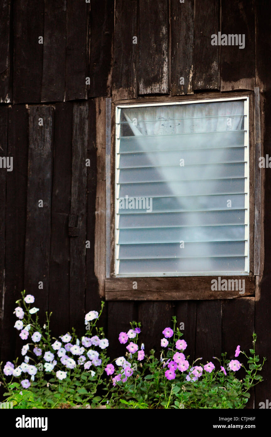 Vecchia finestra con fiore Foto Stock