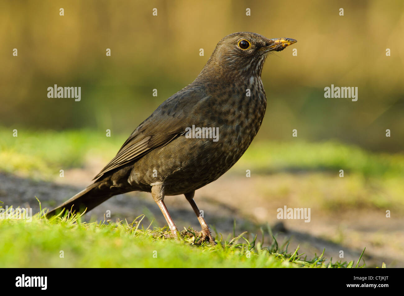 Un foraggio merlo femmina (Turdus merula) con fango sul suo becco, a RSPB Minsmere, Suffolk. Febbraio. Foto Stock