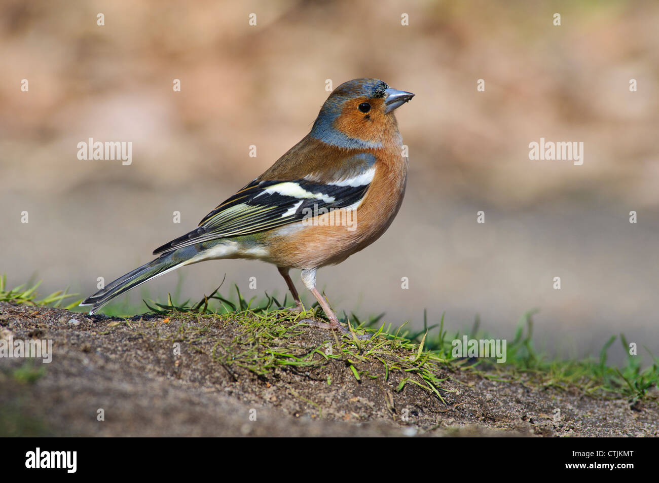 Un maschio (fringuello Fringilla coelebs) foraggio sul terreno al di sotto degli alimentatori a RSPB Minsmere, Suffolk. Febbraio. Foto Stock