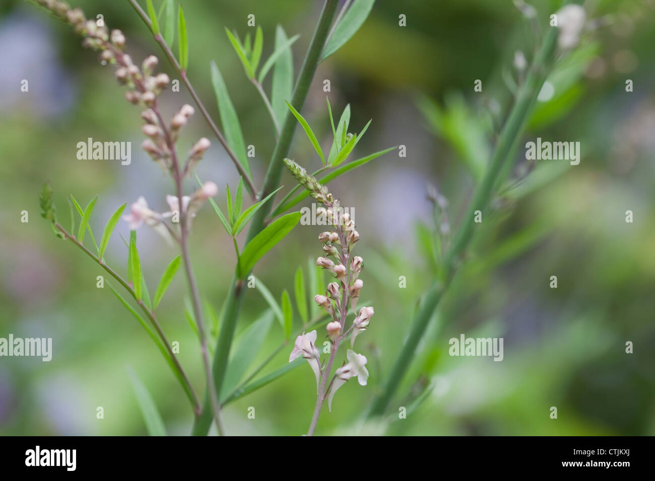 Linaria purpurea 'Canon è andato' (Toadflax) con le gocce di pioggia, Giugno, UK. Foto Stock