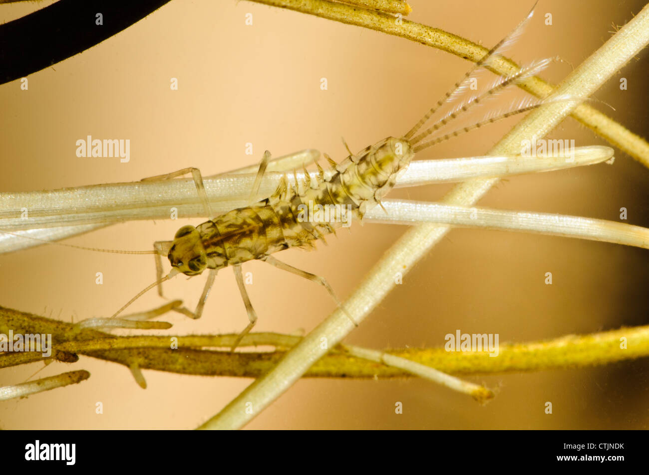 La larva o ninfa di uno stagno di oliva (mayfly Cloeon dipterum) aggrappandosi al laghetto di erbaccia Stodmarsh Riserva Naturale Nazionale Foto Stock